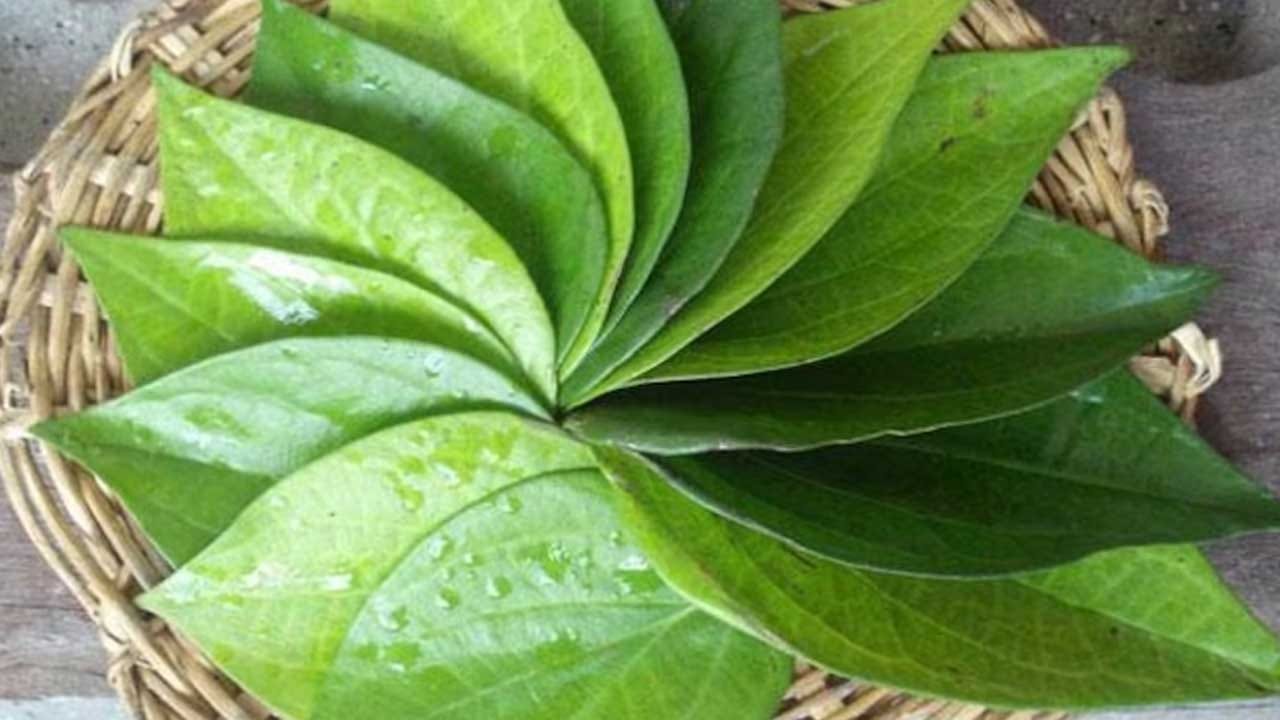 జీర్ణశక్తిని మెరుగుపరుస్తాయి: మీకు వాంతులు, విరేచనాలు, వికారం వంటి సమస్యలు ఉన్నట్లయితే ఇందులో కూడా తమలపాకు నీరు ప్రయోజనకరంగా ఉంటుంది. ఈ నీరు మన జీర్ణ శక్తిని సమతుల్యంగా ఉంచడంలో సహాయపడుతుంది. ఇకా మన జీర్ణ శక్తిని ఆరోగ్యంగా ఉంచుతుంది.