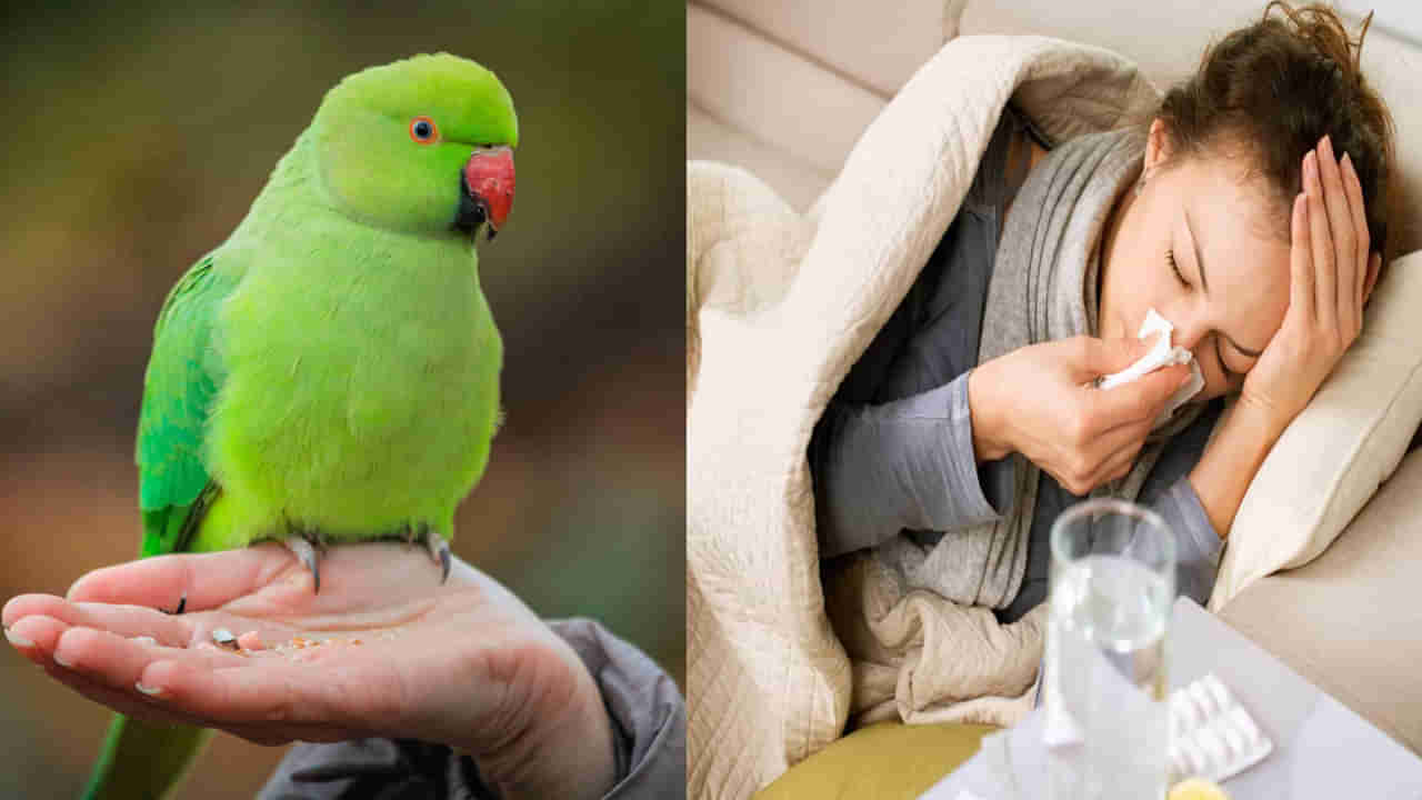 Parrot Fever: చిలుక జ్వరం అంటే ఏంటి.? లక్షణాలివే.. దీనికి చికిత్స ఎలా..! అస్సలు నిర్లక్ష్యం చెయ్యొద్దు..