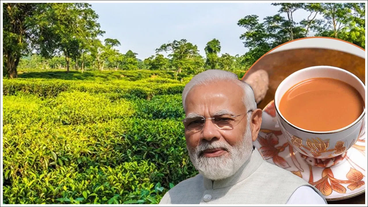 Assam Tea: అస్సాం టీ ప్రత్యేకత ఏమిటి..? ఇది ప్రపంచవ్యాప్తంగా గుర్తింపు ఎలా పొందింది?