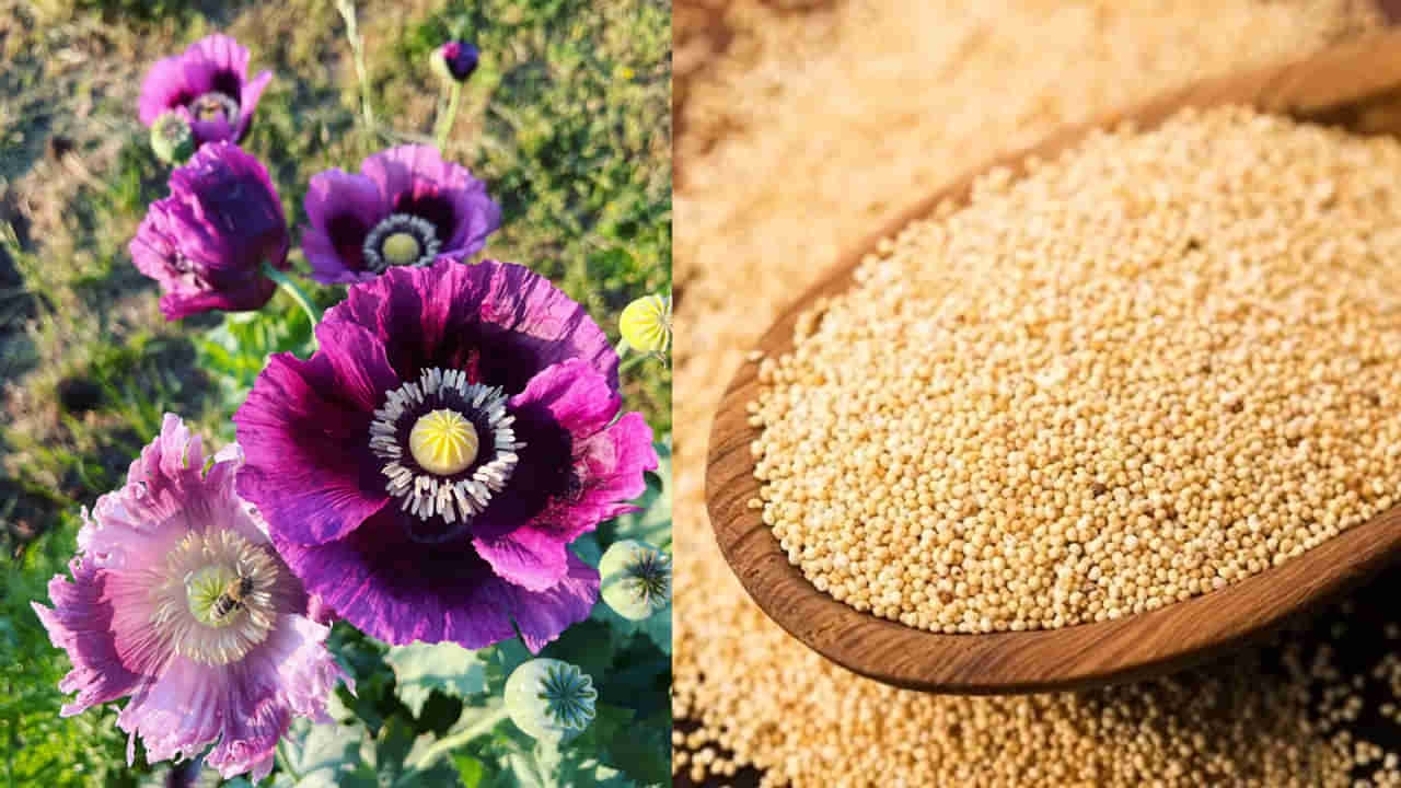 Poppy Seeds: గసగసాలు గట్టిగా తినండి.. మధుమేహం నుండి గుండె జబ్బుల వరకు పరార్..!