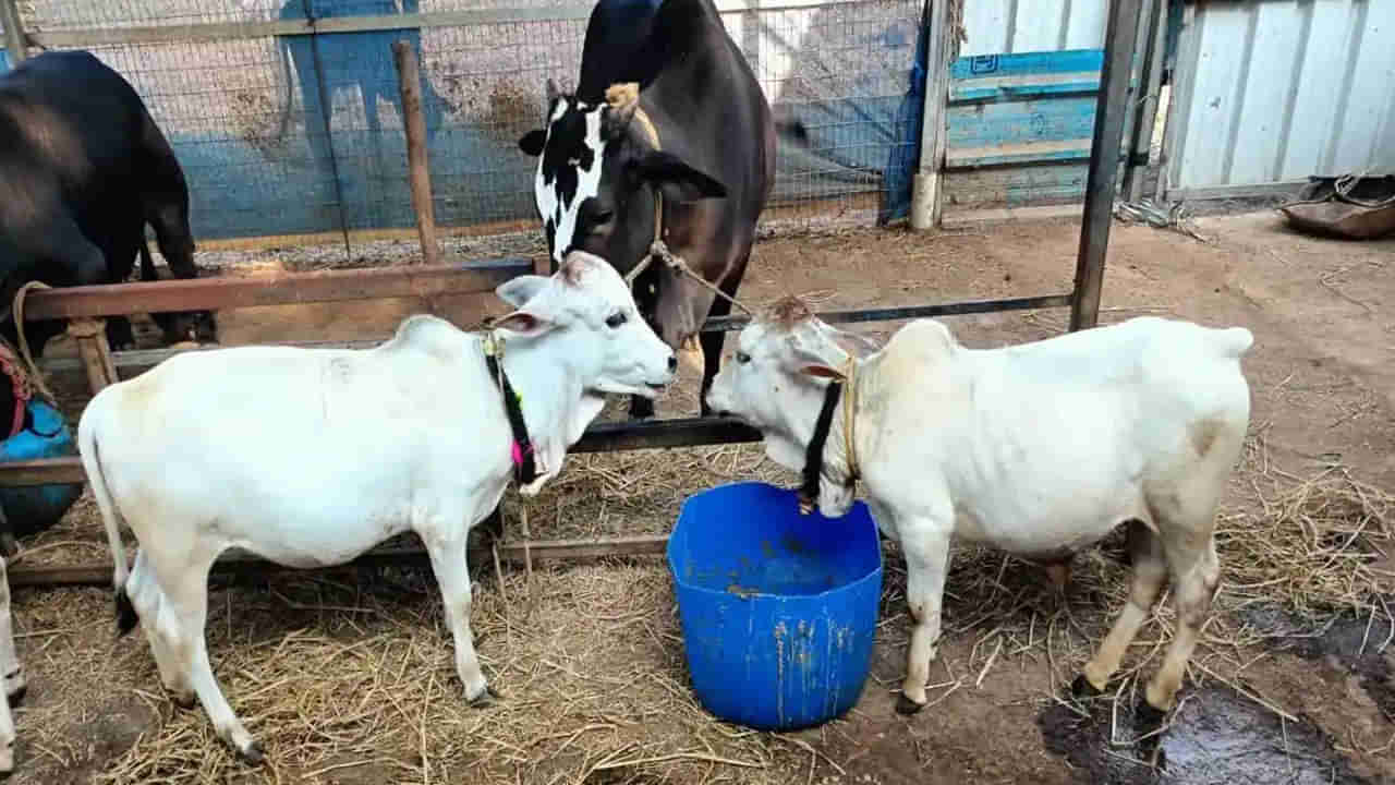 Punganur Cow: బంగారు పాలను ఇస్తున్న బుజ్జి ఆవులు..  చూసేందుకు జనం క్యూ