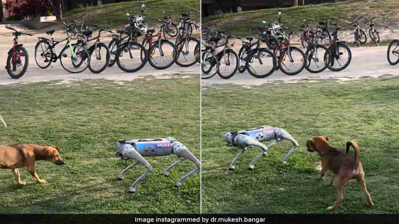 Real Dog vs Robotic Dog : రోబోట్‌ డాగ్‌ని చూసిన రియల్‌ డాగ్‌.. ఏం చేసిందో తెలిస్తే అవాక్కే..! వీడియో వైరల్‌