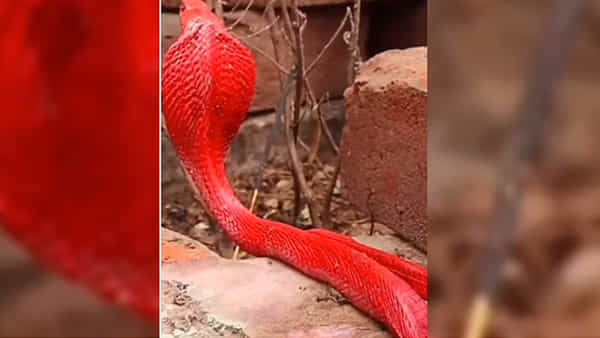 Viral Video: డేంజర్ సింబల్.. ఎరుపు రంగులో అరుదైన నాగుపాము.. వైరలవుతున్న వీడియో