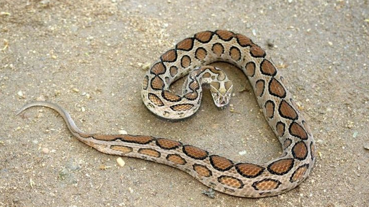 Russell's viper: రక్త పింజర.. కాటు పడితే ఖతం.. ఇది గుడ్లు పెట్టదు ...