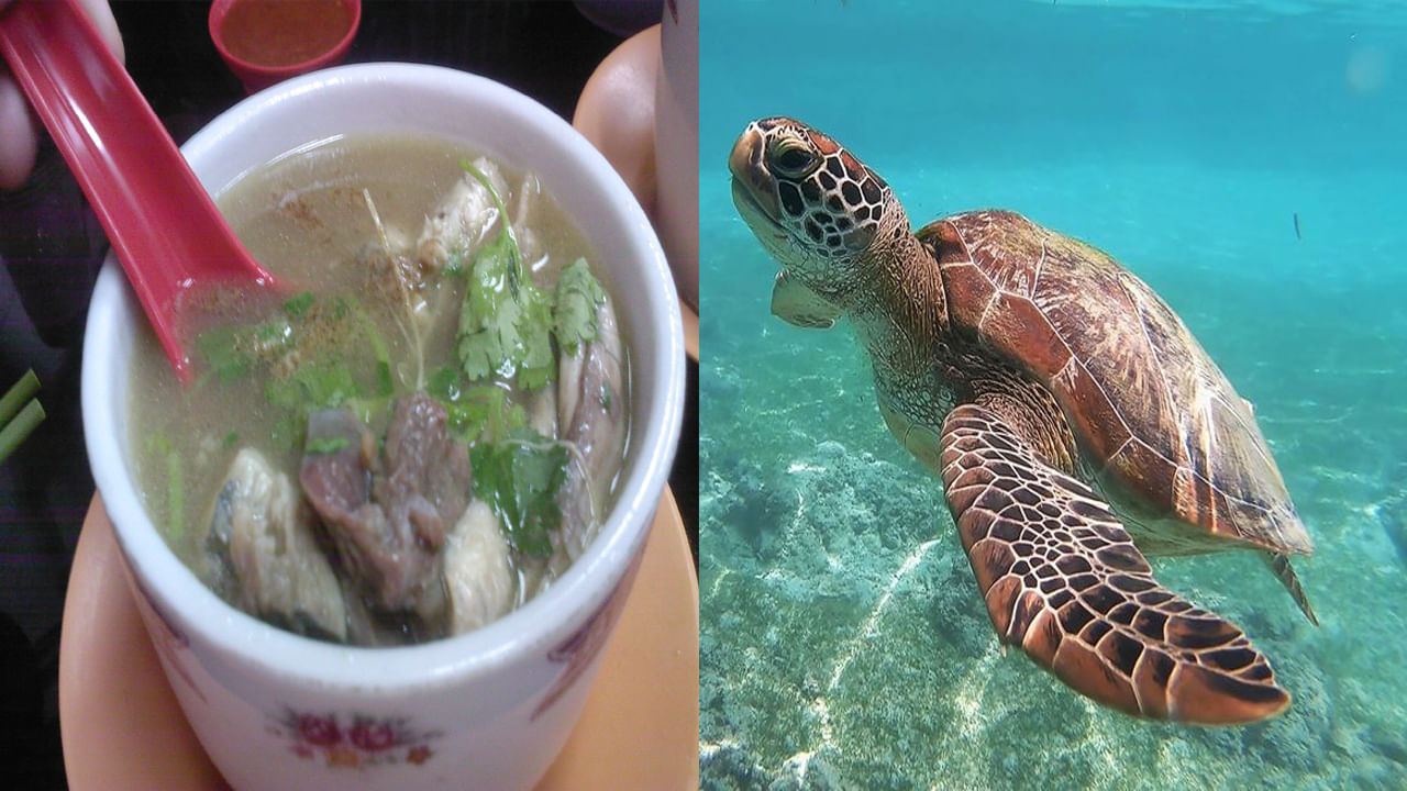 Chelonitoxism ఆ దేశ ప్రజలను నిద్రపోకుండా చేస్తున్న తాబేళ్ల మాసం