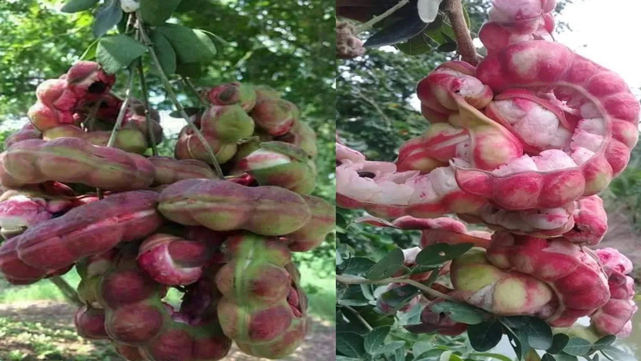 తమిళనాడు, కేరళ, మహారాష్ట్ర, పశ్చిమ బెంగాల్ రాష్ట్రాల్లో ఇవి ఎక్కువగా పెరుగుతాయి. ఇవి ఎక్కువగా వేసవి కాలంలో మాత్రమే లభ్యమవుతాయి. ఇది కాస్త వగరుగా, తియ్యాగా ఉంటాయి. వీటిని తింటే ఆరోగ్యానికి మాత్రం చాలా మంచిది.
