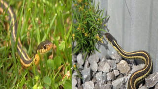 Andhra Pradesh: ఇదేం బెట్టింగ్ రా సామీ..! పందెంలో ఓడిపోతే అర గుండు, అర మీసం కట్!