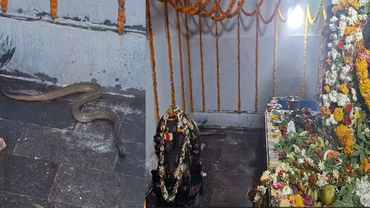 Maha Shivaratri: శివాలయంలో నాగుపాము దర్శనం .. ప్రతి ఏటా శివరాత్రి జాగరణ సమయంలో ప్రత్యక్షం అవుతున్న నాగేంద్రుడు..