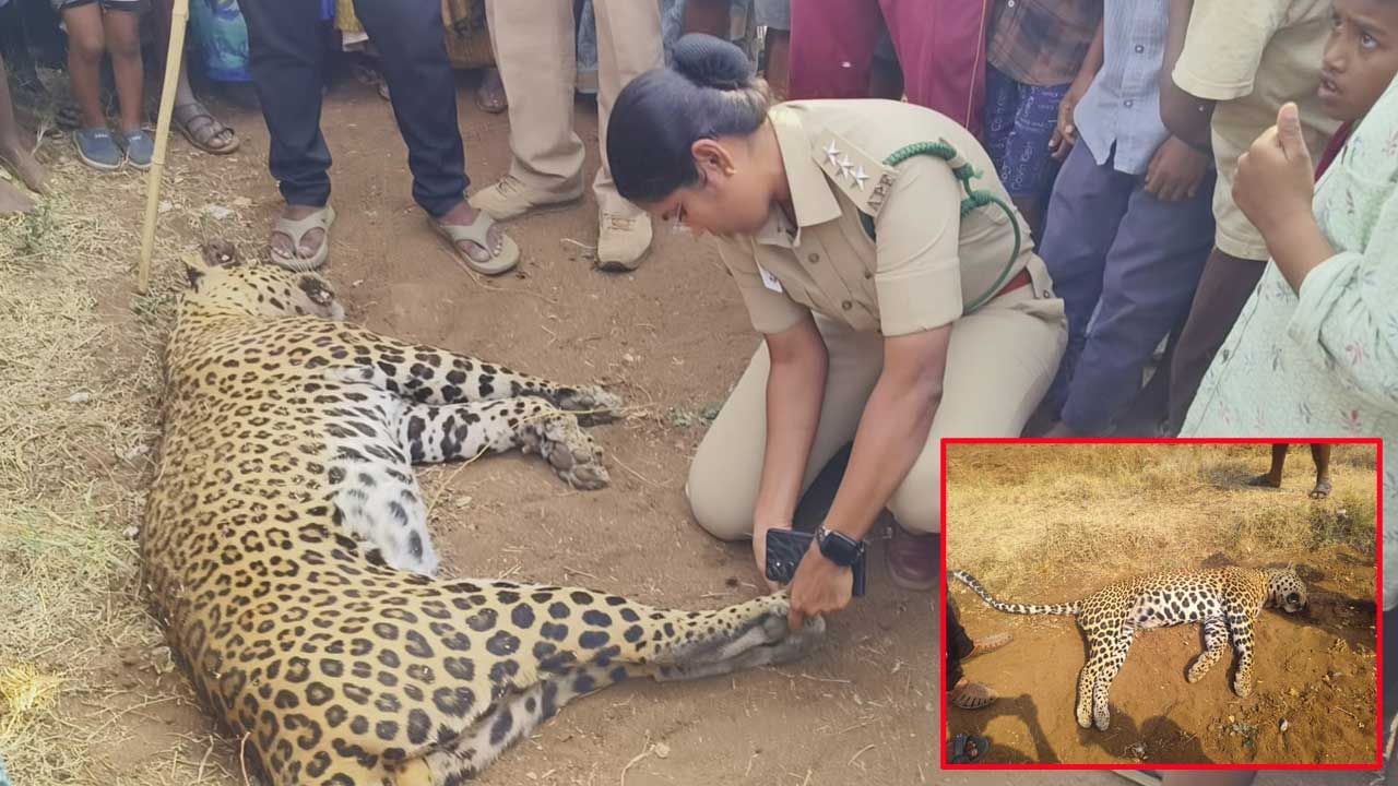 వారం రోజుల పరిధిలో రెండు చిరుతలు మృతి.. అటవీ శాఖ అప్రమత్తం..