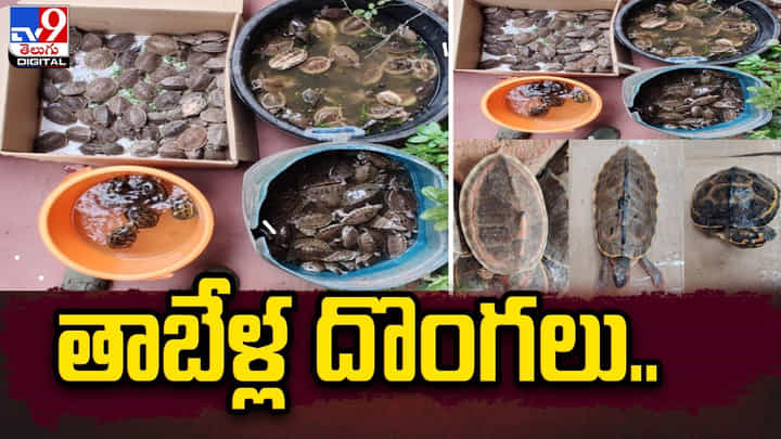 తాబేళ్ల దొంగలు.. వెస్ట్ బెంగాల్ నుంచి చెన్నైకి తరలింపు తాబేళ్ల దొంగలు.. వెస్ట్ బెంగాల్ నుంచి చెన్నైకి తరలింపు