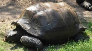 Daaji: కమలేశ్ దాజీకి గ్లోబల్ అంబాసిడర్ అవార్డు.. ఉపరాష్ట్రపతి ధన్కర్ సమక్షంలో అందజేత..