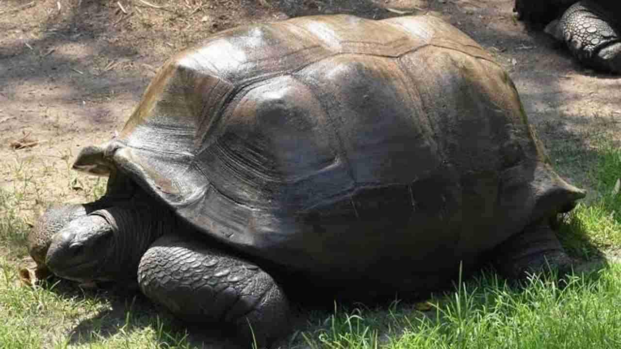 తుది శ్వాస విడిచిన 125 ఏళ్ల రాక్షసుడు.. చింతిస్తున్న పర్యాటకులు..