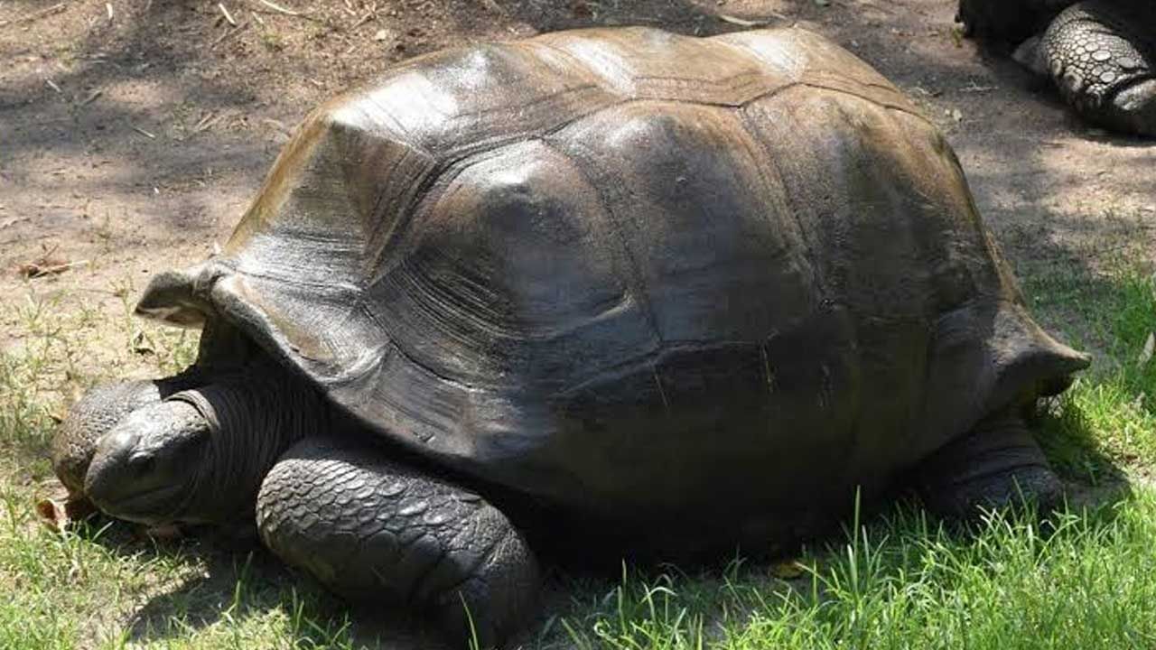 తుది శ్వాస విడిచిన 125 ఏళ్ల 'రాక్షసుడు'.. చింతిస్తున్న పర్యాటకులు..