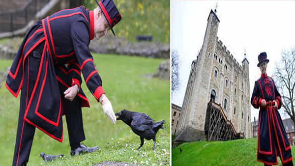 Tower of London: వెయ్యేళ్ల కోటకు సంరక్షకులు కాకులే .. వాటి రక్షణ కోసం కేర్ టేకర్..