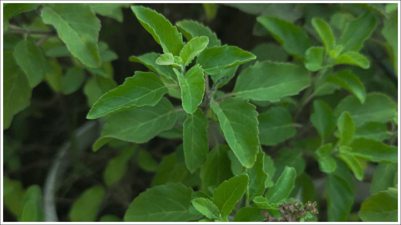 Tulsi Leaves: ఉదయాన్నే ఖాళీ కడుపుతో తులసి ఆకులను నమిలితో ఎన్నో ప్రయోజనాలు ఉన్నాయంటున్నారు నిపుణులు. ఇలా చేసినట్లయితే 8 వ్యాధులు పరార్‌ కావడం ఖాయమంటున్నారను. ఉదయాన్నే ఖాలీ కడుపుతో తులసి ఆకులను నమిలినట్లయితే ఎన్నో ఆరోగ్య ప్రయోజనాలు ఉన్నాయి. 