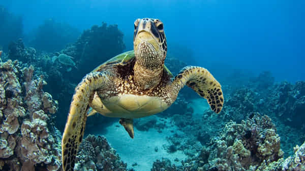 Turtle Meat: సముద్రం తాబేలు మాంసం తిని తొమ్మిది మంది మృత్యువాత.. 78 మందికి సీరియస్!