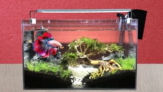 Seema Chintakaya Benefits: సీమ చింతకాయతో ఎన్ని హెల్త్ బెనిఫిట్సో తెలుసా.. డోంట్ మిస్!