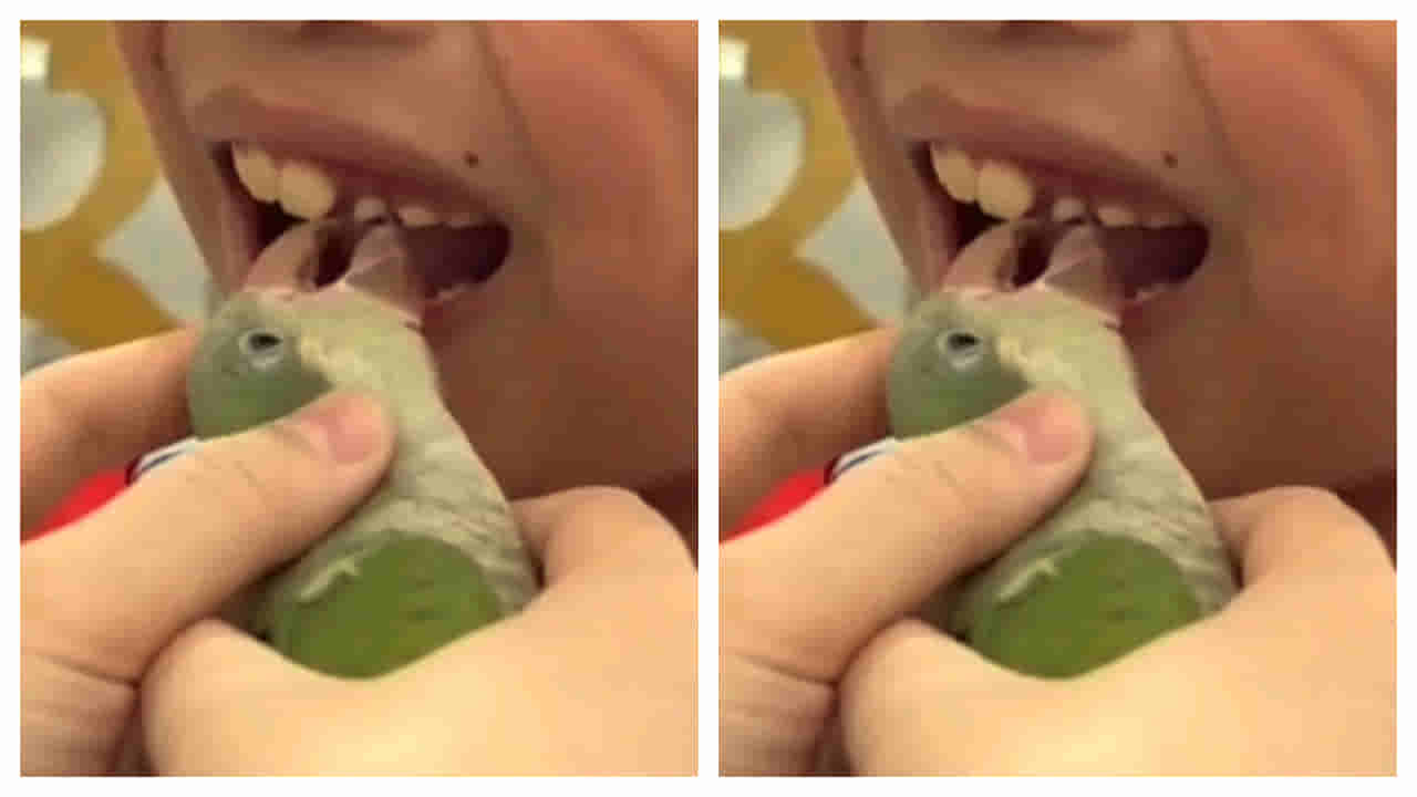 Viral Video: డెంటిస్ట్‌గా మారిన చిలుక.. ఇది చూస్తే ఖచ్చితంగా షాక్ అవుతారు!