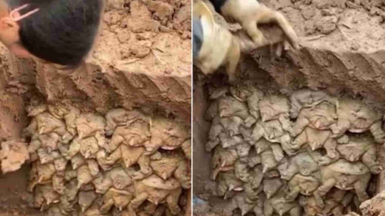 Viral: మట్టి తవ్వుతుండగా బయటపడ్డ వింత ఆకారం.. ఏంటని చూడగా కళ్లు బైర్లు..