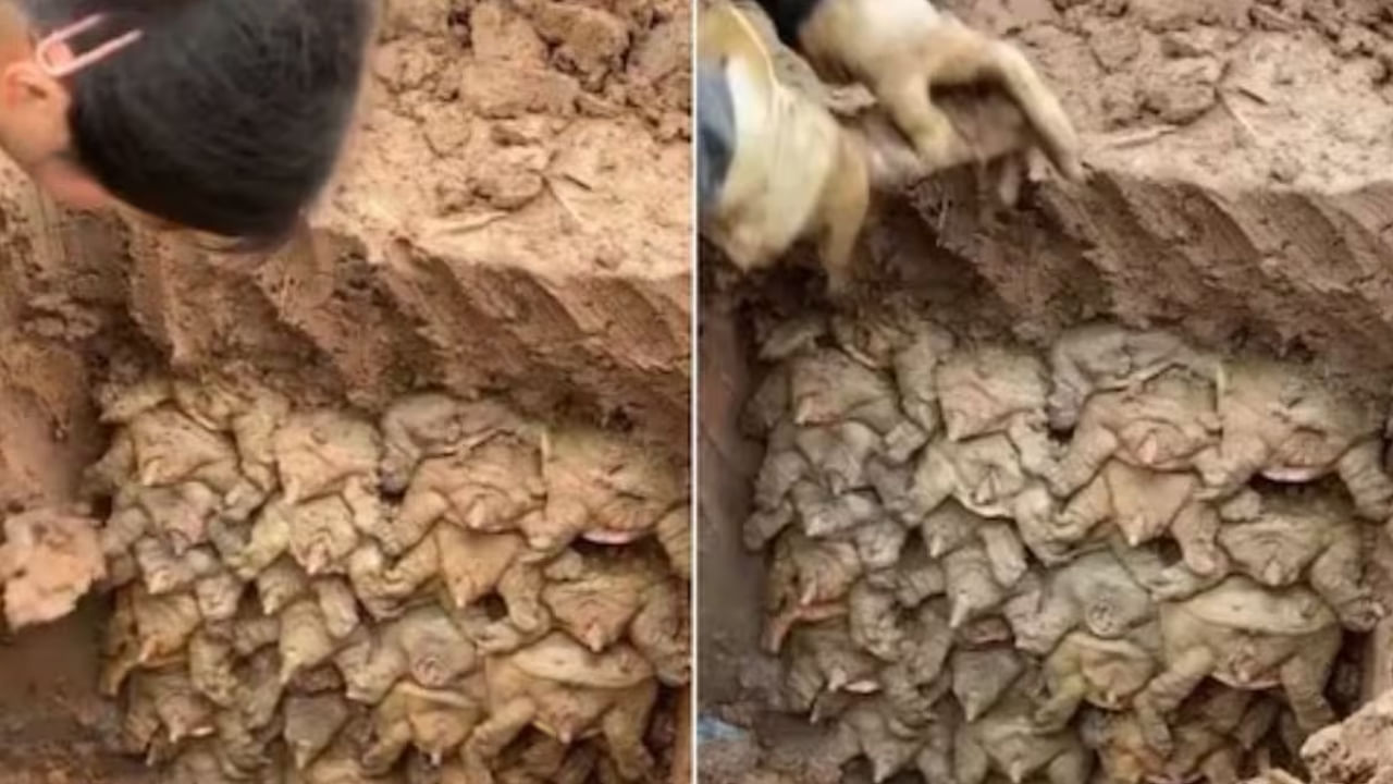 Viral: మట్టి తవ్వుతుండగా బయటపడ్డ వింత ఆకారం.. ఏంటని చూడగా కళ్లు బైర్లు..