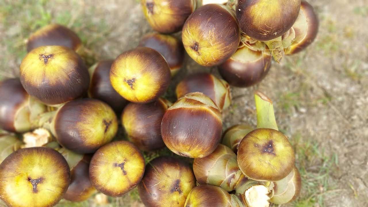 తాటి ముంజలు ఇవి తెలియని వారు ఉండరు. తాటికాయ పైకి నల్లగా బంతి ఆకారంలో ఉన్నా.. లోపల చాల సున్నితంగా మధురంగా జెల్లీ చాక్లెట్ లాగా తియ్యగా ఉంటాయి.