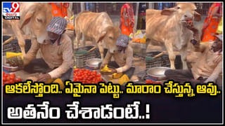 Squirrel Vs Snake: పాముతో ఫైట్ చేసిన ఉడుత.. వైరల్ అవుతున్న వీడియో, ఉడుత ధైర్యానికి నెటిజన్స్ హ్యాట్సాఫ్