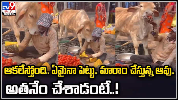 Cow Viral Video: ఆకలేస్తోంది.. నాకేమైనా పెట్టు.. మారాం చేస్తున్న ఆవు.. అతనేం చేశాడంటే.! Cow Viral Video: ఆకలేస్తోంది.. నాకేమైనా పెట్టు.. మారాం చేస్తున్న ఆవు.. అతనేం చేశాడంటే.!