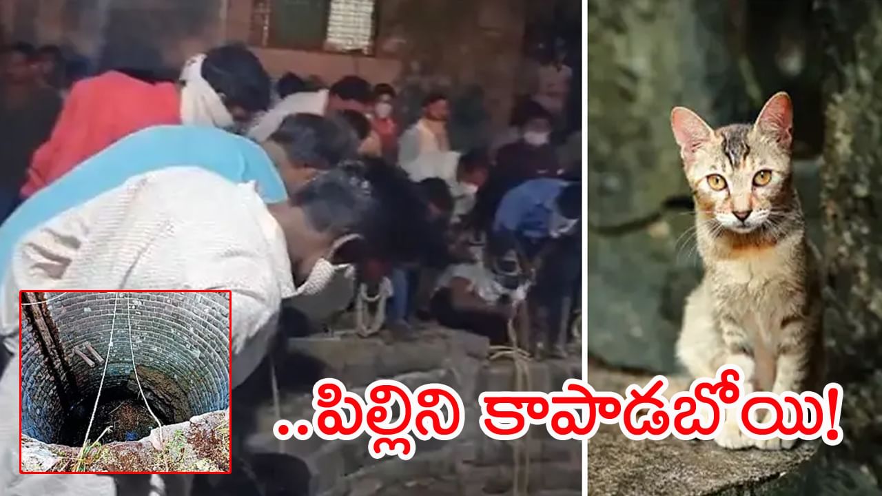 Cat: అయ్యో..! బావిలో పడ్డ పిల్లిని రక్షించేందుకు వెళ్లి.. ఒకరి తర్వాత ఒకరుగా ఐదుగురు మృత్యువాత