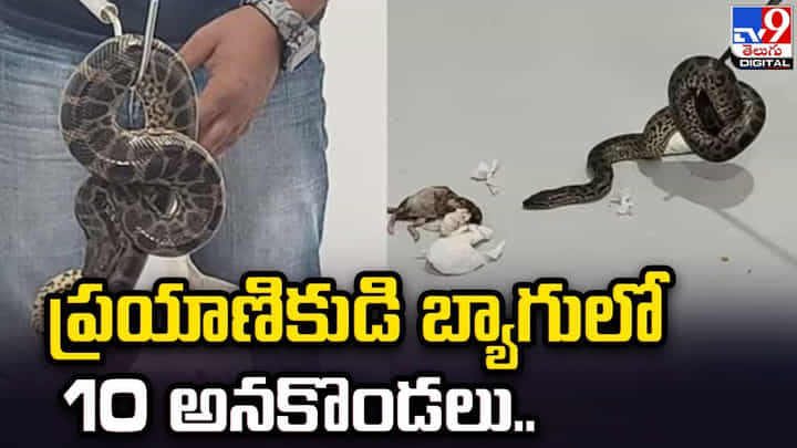 ప్రయాణికుడి లగేజ్బాగ్ చూసి షాకైన అధికారులు.. స్మగ్లింగ్ చేయటానికి ఇంకేం దొరకలేదారా ?? ప్రయాణికుడి లగేజ్బాగ్ చూసి షాకైన అధికారులు.. స్మగ్లింగ్ చేయటానికి ఇంకేం దొరకలేదారా ??