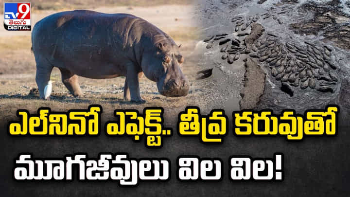 ఎల్నినో ఎఫెక్ట్.. తీవ్ర కరువుతో మూగజీవులు విల విల ఎల్నినో ఎఫెక్ట్.. తీవ్ర కరువుతో మూగజీవులు విల విల