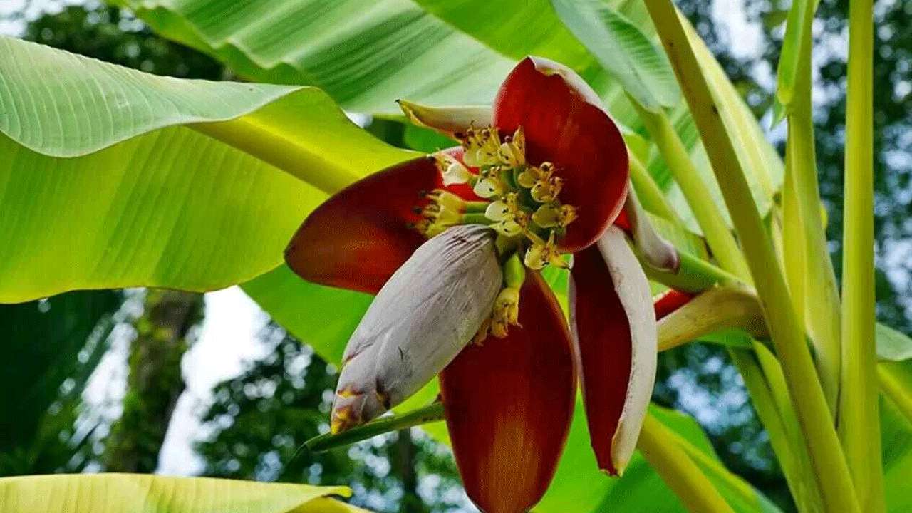 Banana Flower Benefits :ఆరోగ్య సంజీవిని అరటి పువ్వు.. వారానికోసారి తింటే చాలు.. ఈ తీవ్రమైన వ్యాధులకు చెక్‌ పెట్టొచ్చు..!