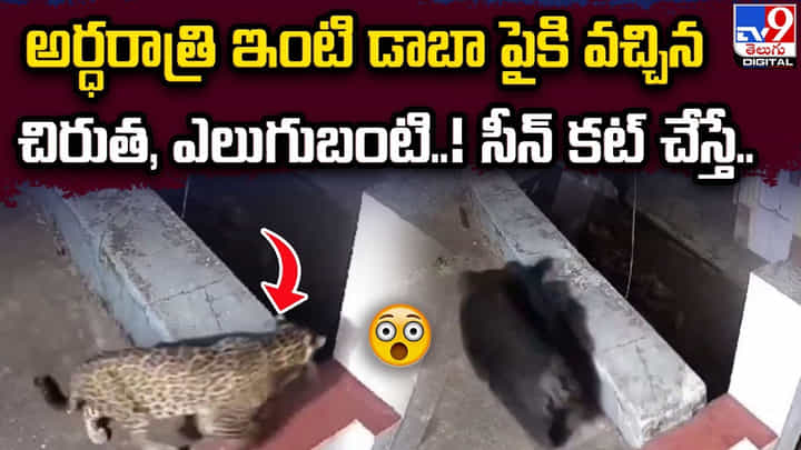 అర్ధరాత్రి ఇంటి డాబా పైకి వచ్చిన చిరుత, ఎలుగుబంటి..! సీన్ కట్ చేస్తే. అర్ధరాత్రి ఇంటి డాబా పైకి వచ్చిన చిరుత, ఎలుగుబంటి..! సీన్ కట్ చేస్తే.