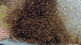 Telangana: నీరాతో చక్కెర తయారీ.. నువ్వు సూపర్ అమ్మాయ్..