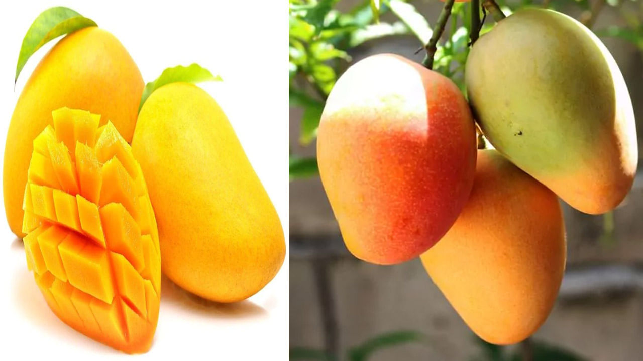 మామిడికాయలను తినడానికి ముందు నీటిలో నానబెట్టడం శతాబ్దాల నాటి సంప్రదాయం. మీరు ఇలా చేయడం చాలా దుర్భరంగా అనిపించవచ్చు.. కానీ దాని వల్ల అద్భుతమైన ప్రయోజనాలు కూడా ఉన్నాయి. దీని గురించి మీకు కూడా తెలియకపోవచ్చు. కాబట్టి మామిడి పండ్లను విభజించడానికి కొన్ని శాస్త్రీయ కారణాలను తెలుసుకుందాం..