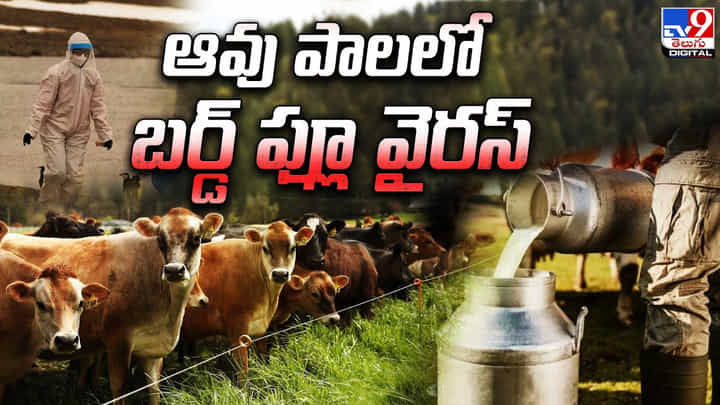 ఆవు పాలలో బర్డ్ ఫ్లూ వైరస్.. ఆరు రాష్ట్రాల్లో హెచ్5ఎన్1 వైరస్ ఆవు పాలలో బర్డ్ ఫ్లూ వైరస్.. ఆరు రాష్ట్రాల్లో హెచ్5ఎన్1 వైరస్