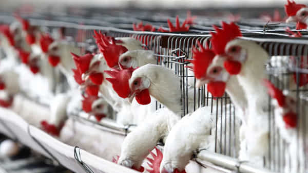 Bird Flu: మళ్లీ బర్డ్ఫ్లూ కలకలం.. అక్కడి నుంచి వస్తున్న పౌల్ట్రీ వాహనాలపై నిషేధం..