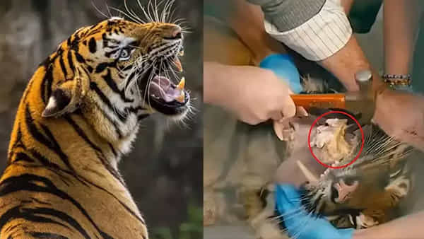 Watch Video: అయ్యో పాపం.. పులికెంత కష్టమొచ్చే.. పంటిలో ఇరుక్కుపోయిన బొక్క.. పశువైద్యుల పరేషాన్..!