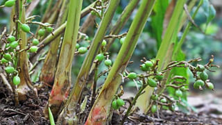 Lifestyle: వ్యాక్సింగ్ తర్వాత చర్మంపై ఇబ్బందులా.. ఇలా చేయండి..