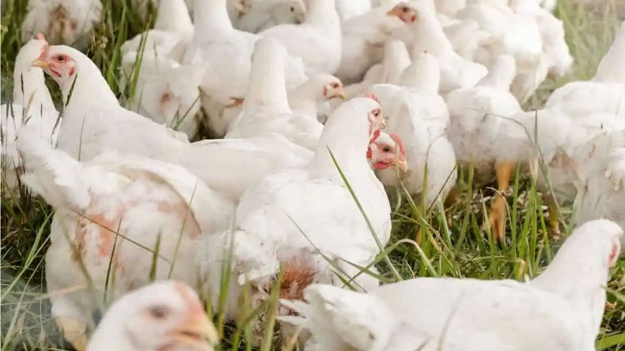 Chicken Prices: రంజాన్ ఎఫెక్ట్.. చికెన్ ప్రియులకు బిగ్ షాక్.. భారీగా పెరిగిన ధరలు