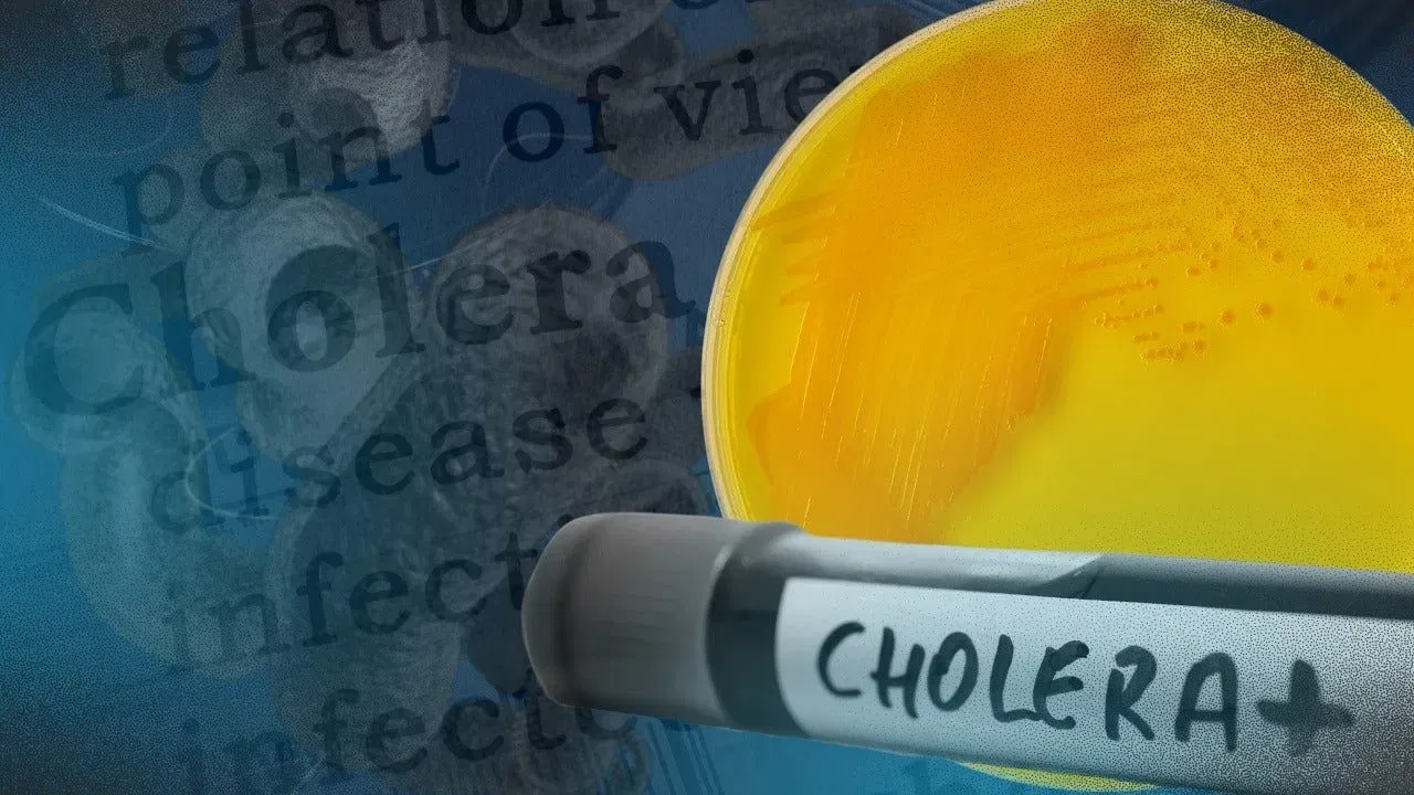 అలాగే కలరా వచ్చిన వ్యక్తికి దూరగా ఉండాలి. చేతులు సరిగ్గా కడుక్కోకుండా మరొకరికి షేక్ హ్యాండ్ వంటివి ఇవ్వకూడదు. విరేచనాలు, వాంతులు జ్వరం, నీరసం, కండరాల తిమ్మిరి, బీపీ తగ్గడం వంటివి కలరా లక్షణాలు. సరైన జాగ్రత్తలు తీసుకోకపోతే.. డేంజర్ అని నిపుణులు సూచిస్తున్నారు.
