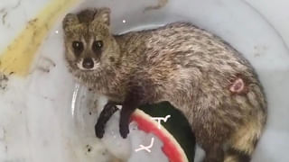 ఏపీలో చల్ల.. చల్లగా.! 3 రోజులు ఉరుములు, మెరుపులతో వర్షాలు.. ఈదురుగాలులు కూడా.!