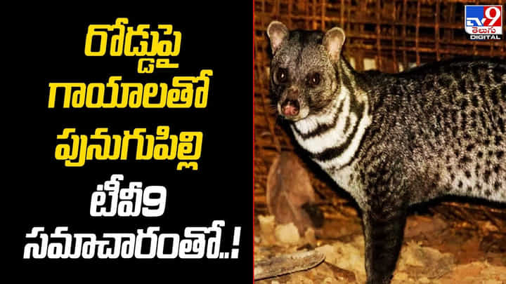 రోడ్డుపై గాయాలతో పునుగుపిల్లి.. టీవీ9 సమాచారంతో రోడ్డుపై గాయాలతో పునుగుపిల్లి.. టీవీ9 సమాచారంతో
