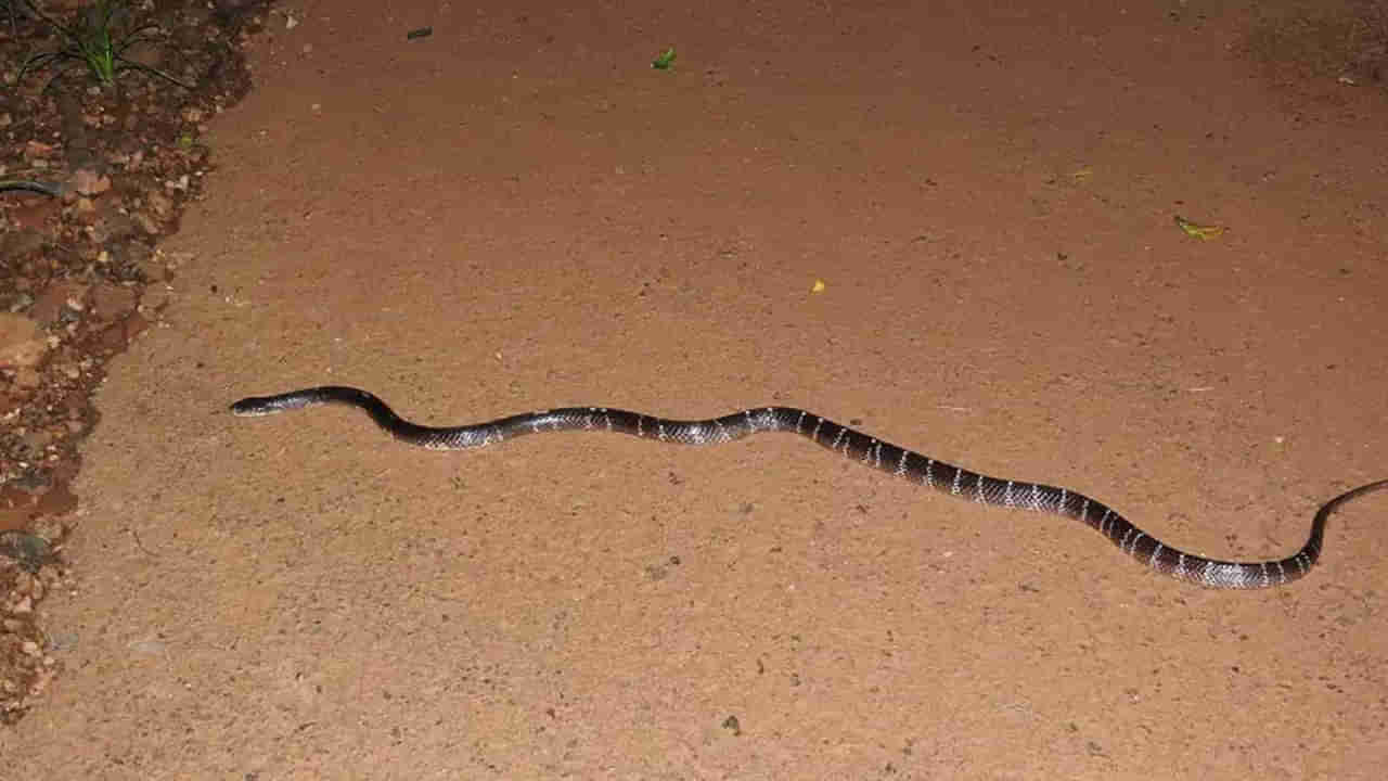 Common krait: కట్లపాము తాచుపాము కంటే డేంజర్.. అది చచ్చిన పామైనా ప్రమాదమే