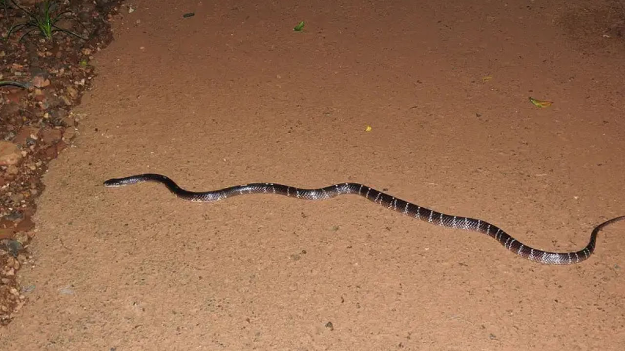 Common krait: కట్లపాము తాచుపాము కంటే డేంజర్.. అది చచ్చిన పామైనా ప్రమాదమే