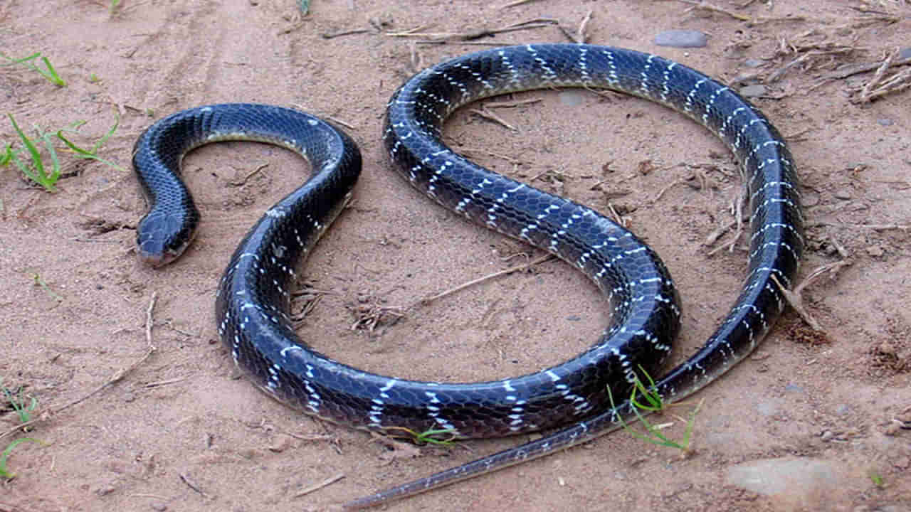 Most Poisonous Snakes: బాబోయ్‌ ఈ పాము.. చీమ కంటే చిన్నగా కాటేస్తుంది..! గంటన్నరలోనే మరణం ఖాయం..!!