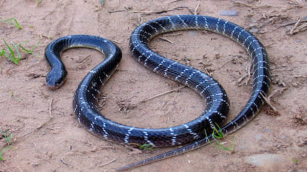 Most Poisonous Snakes: బాబోయ్ ఈ పాము.. చీమ కంటే చిన్నగా కాటేస్తుంది..! గంటన్నరలోనే మరణం ఖాయం..!!