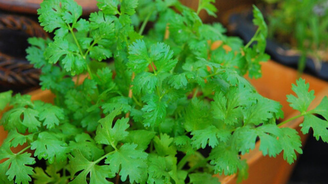 కొత్తి మీర మొక్కలు బాగా రావాలంటే.. మంచి ధనియాలను ఎంచుకోండి. ఈ ధనియాలను నాటేటప్పుడు అంగుళం, అర అంగుళం లోతులో ఉండేలా చూసుకోవాలి. అదే విధంగా విత్తనాలు అనేవి మూడు నుంచి నాలుగు అంగుళాల దూరంలో ఉండేలా చూసుకోండి.
