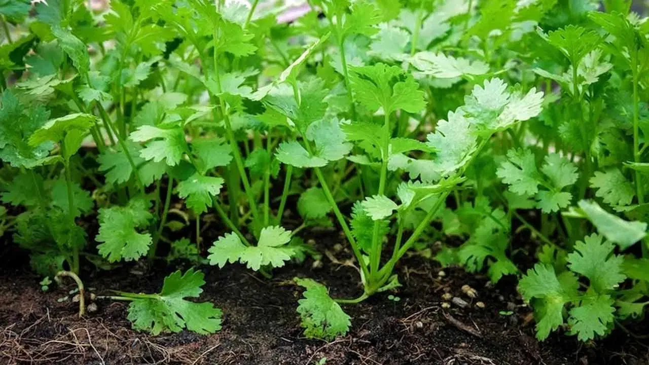 కొత్తి మీర మొక్కలు ఇంట్లో పెంచుకునేటప్పుడు జాగ్రత్తగానే పరిశీలిస్తూ ఉండాలి. వీటిల్లో గడి మొక్కలు, పొడి ఆకులు, కలుపు మొక్కలు వంటివి ఏమైనా వస్తే వెంటనే తొలగిస్తూ ఉండాలి. దీని వల్ల కొత్తి మీర మొక్కకు తెగుళ్లు రాకుండా ఉంటాయి.
