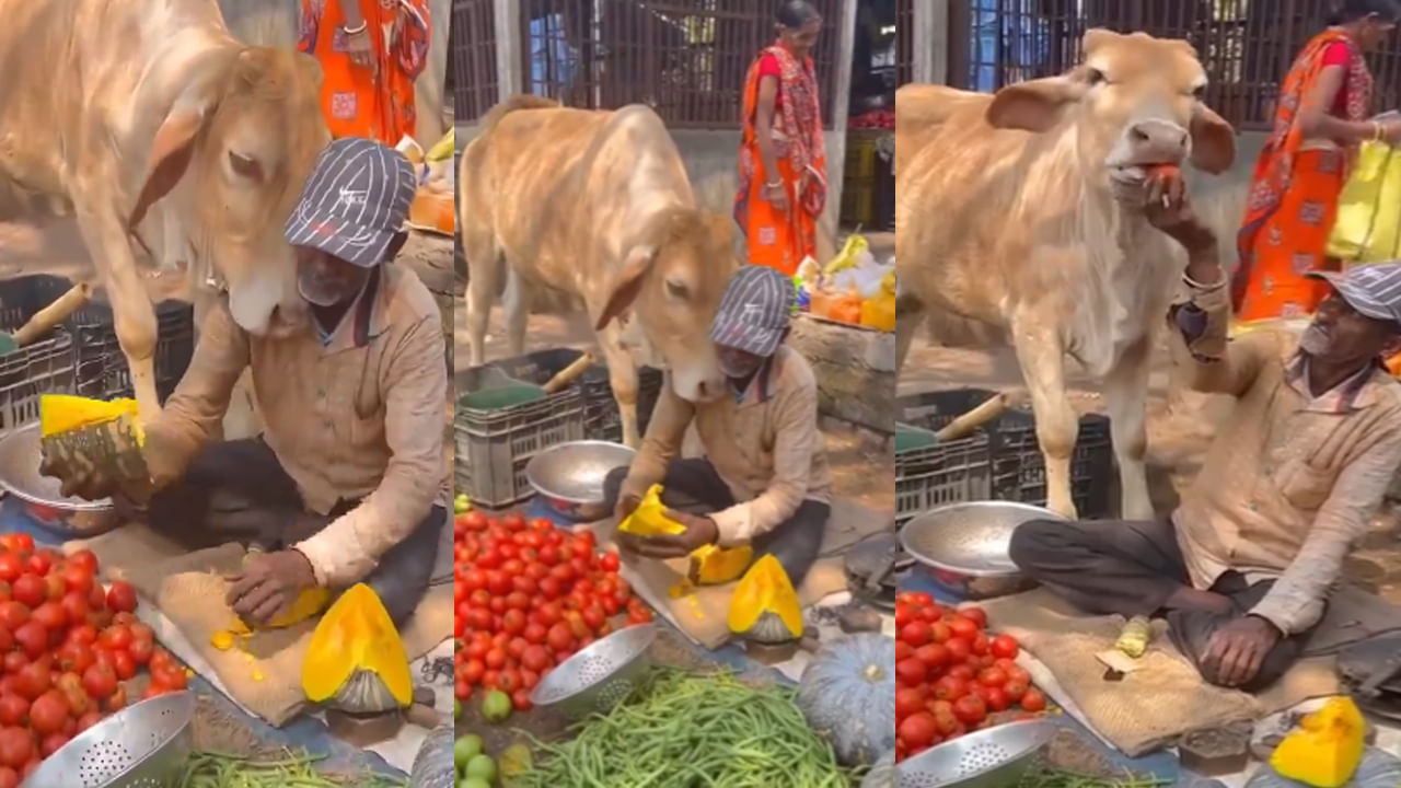 Watch Video: ఈ ఆవు క్రమశిక్షణ చూస్తే అవాక్కే..! కూరగాయల వ్యాపారిని ఎలా బుజ్జగిస్తుందో చూస్తే.. ఫిదా అవ్వాల్సిందే..