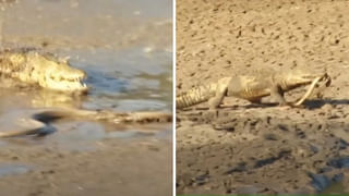 ఐస్‌ బ్లాక్‌లో చనిపోయిన ఎలుక..! ఆ హోటళ్లో తిన్నవారికి ఇక ఆ దేవుడే దిక్కు!